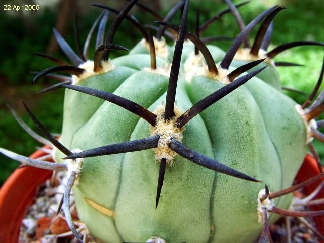 Eriosyce _aurata 'ceratistes' 02